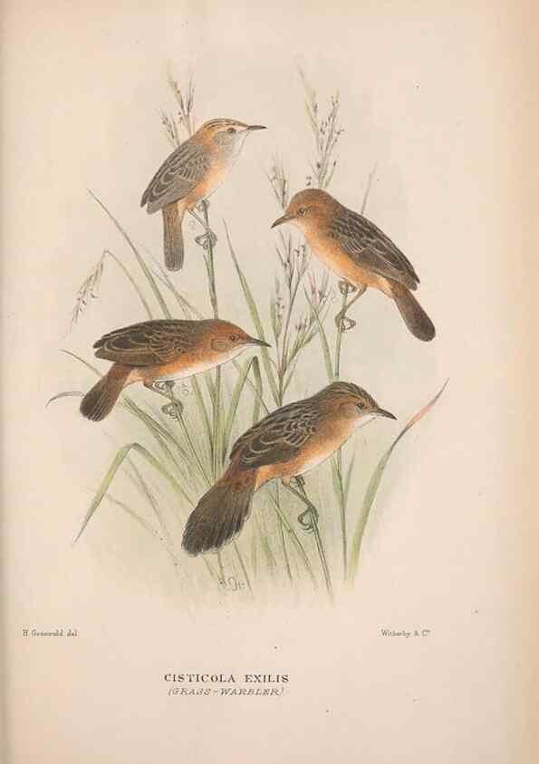 Reproducción/Reproduction 48684817256: The Birds of Australia. London :Witherby & Co.,1910-1927.. 