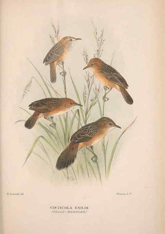 Reproducción/Reproduction 48684817256: The Birds of Australia. London :Witherby & Co.,1910-1927.. 