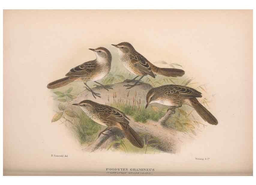 Reproducción/Reproduction 48684817701: The Birds of Australia. London :Witherby & Co.,1910-1927.. 