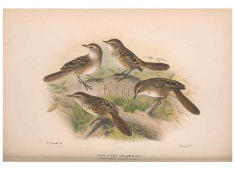 Reproducción/Reproduction 48684817701: The Birds of Australia. London :Witherby & Co.,1910-1927.. 
