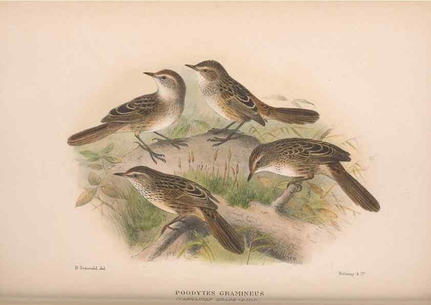 Reproducción/Reproduction 48684817701: The Birds of Australia. London :Witherby & Co.,1910-1927.. 