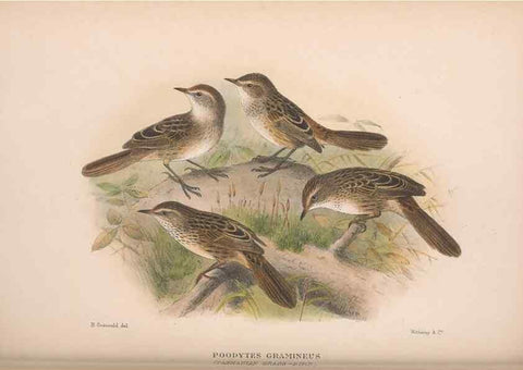 Reproducción/Reproduction 48684817701: The Birds of Australia. London :Witherby & Co.,1910-1927.. 