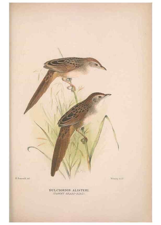 Reproducción/Reproduction 48684818151: The Birds of Australia. London :Witherby & Co.,1910-1927.. 