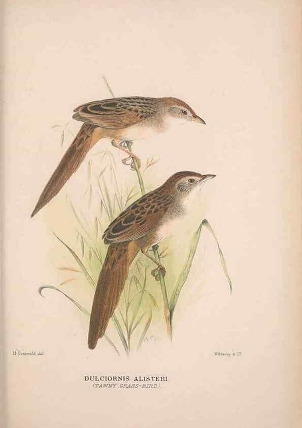 Reproducción/Reproduction 48684818151: The Birds of Australia. London :Witherby & Co.,1910-1927.. 