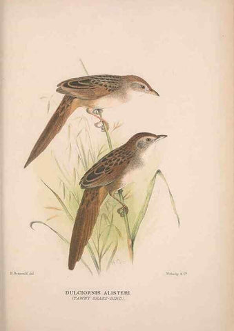 Reproducción/Reproduction 48684818151: The Birds of Australia. London :Witherby & Co.,1910-1927.. 