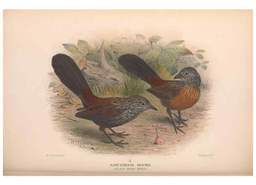 Reproducción/Reproduction 48684871976: The Birds of Australia. London :Witherby & Co.,1910-1927.. 