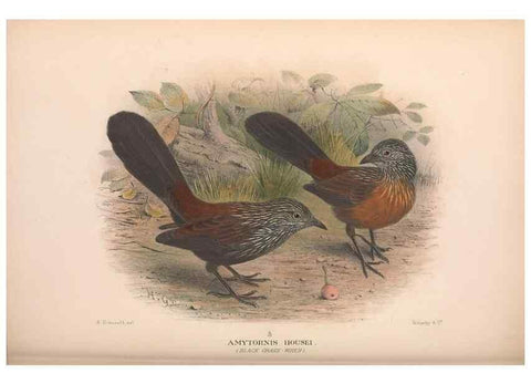 Reproducción/Reproduction 48684871976: The Birds of Australia. London :Witherby & Co.,1910-1927.. 