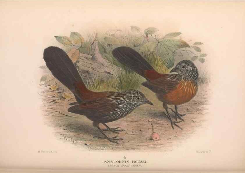 Reproducción/Reproduction 48684871976: The Birds of Australia. London :Witherby & Co.,1910-1927.. 