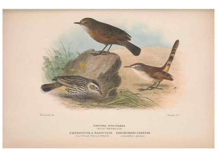 Reproducción/Reproduction 48684991492: The Birds of Australia. London :Witherby & Co.,1910-1927.. 