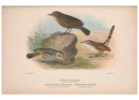 Reproducción/Reproduction 48684991492: The Birds of Australia. London :Witherby & Co.,1910-1927.. 