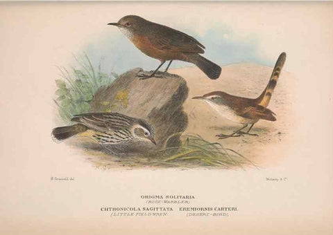Reproducción/Reproduction 48684991492: The Birds of Australia. London :Witherby & Co.,1910-1927.. 