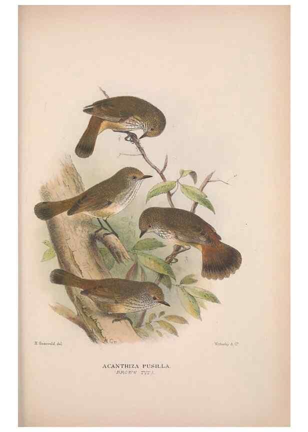 Reproducción/Reproduction 48684819086: The Birds of Australia. London :Witherby & Co.,1910-1927.. 