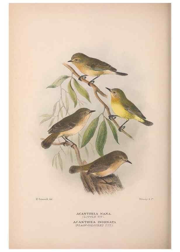 Reproducción/Reproduction 48684992487: The Birds of Australia. London :Witherby & Co.,1910-1927.. 