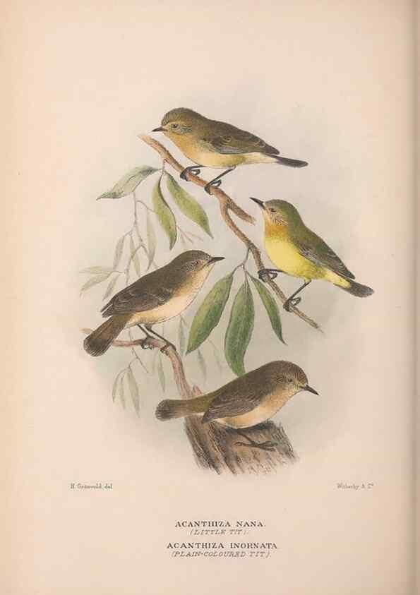 Reproducción/Reproduction 48684992487: The Birds of Australia. London :Witherby & Co.,1910-1927.. 