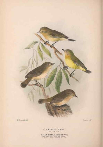 Reproducción/Reproduction 48684992487: The Birds of Australia. London :Witherby & Co.,1910-1927.. 