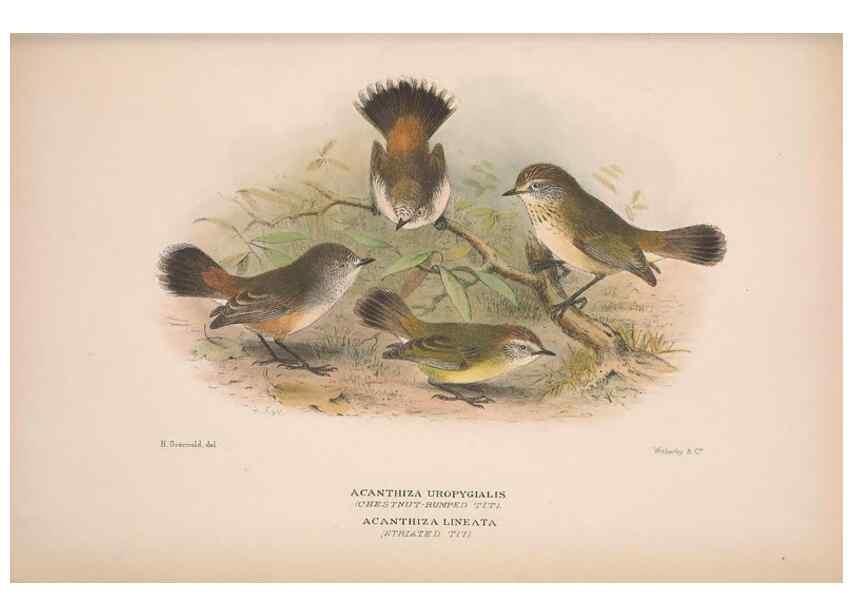 Reproducción/Reproduction 48684479888: The Birds of Australia. London :Witherby & Co.,1910-1927.. 
