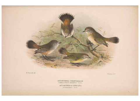 Reproducción/Reproduction 48684479888: The Birds of Australia. London :Witherby & Co.,1910-1927.. 