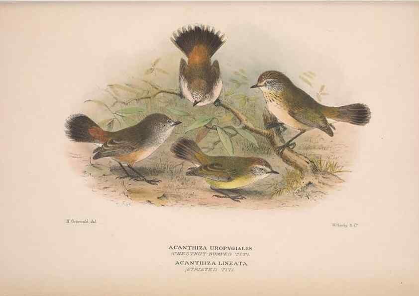 Reproducción/Reproduction 48684479888: The Birds of Australia. London :Witherby & Co.,1910-1927.. 