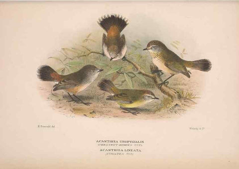 Reproducción/Reproduction 48684479888: The Birds of Australia. London :Witherby & Co.,1910-1927.. 