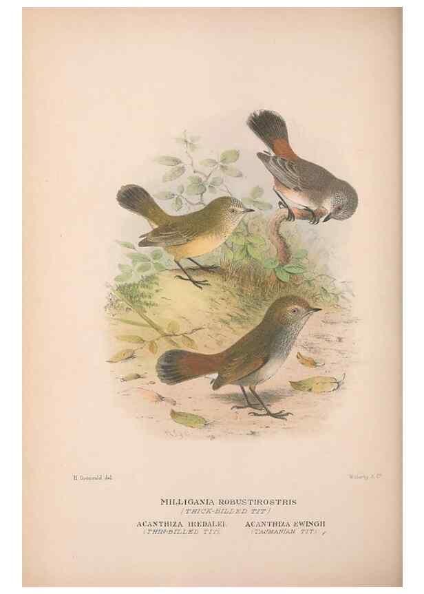 Reproducción/Reproduction 48684992992: The Birds of Australia. London :Witherby & Co.,1910-1927.. 