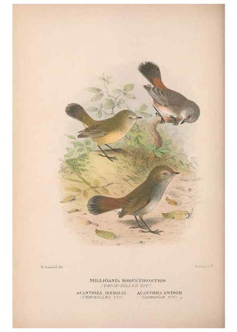 Reproducción/Reproduction 48684992992: The Birds of Australia. London :Witherby & Co.,1910-1927.. 