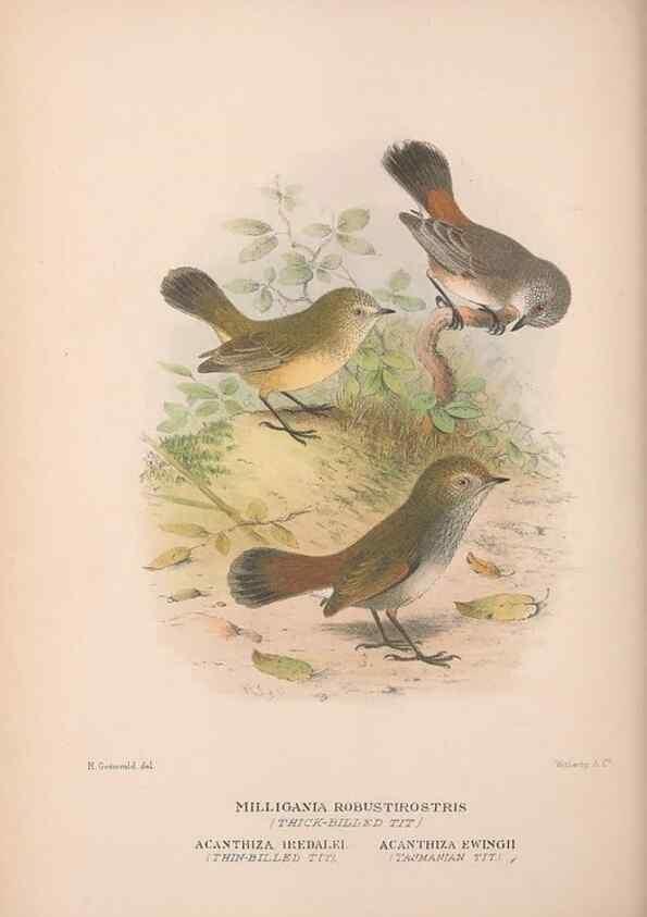 Reproducción/Reproduction 48684992992: The Birds of Australia. London :Witherby & Co.,1910-1927.. 