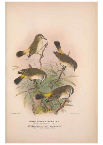 Reproducción/Reproduction 48684480428: The Birds of Australia. London :Witherby & Co.,1910-1927.. 