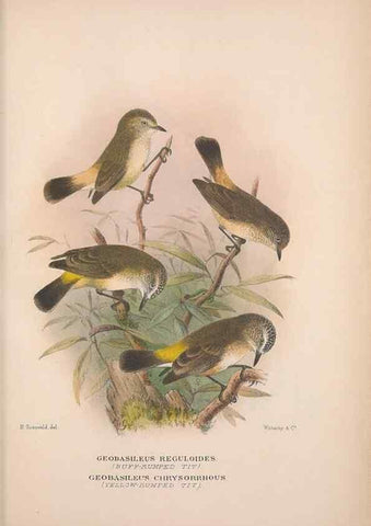 Reproducción/Reproduction 48684480428: The Birds of Australia. London :Witherby & Co.,1910-1927.. 