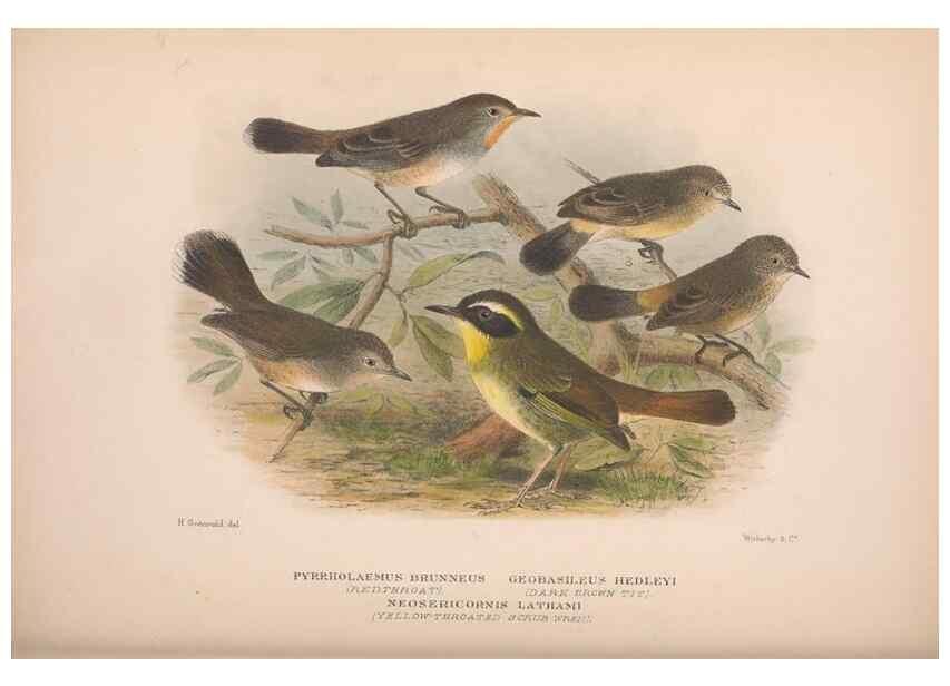 Reproducción/Reproduction 48684480713: The Birds of Australia. London :Witherby & Co.,1910-1927.. 