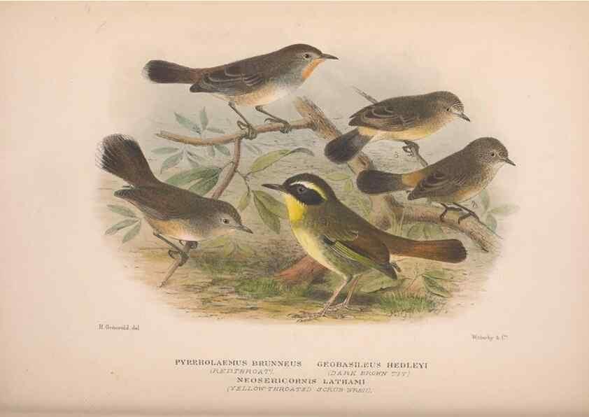 Reproducción/Reproduction 48684480713: The Birds of Australia. London :Witherby & Co.,1910-1927.. 