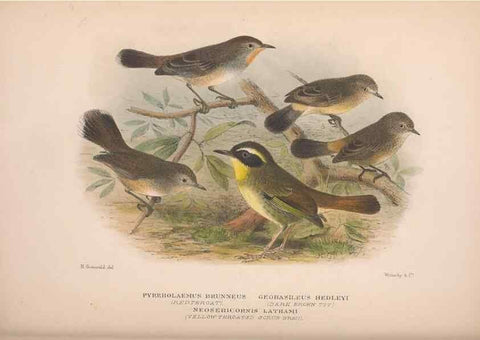 Reproducción/Reproduction 48684480713: The Birds of Australia. London :Witherby & Co.,1910-1927.. 