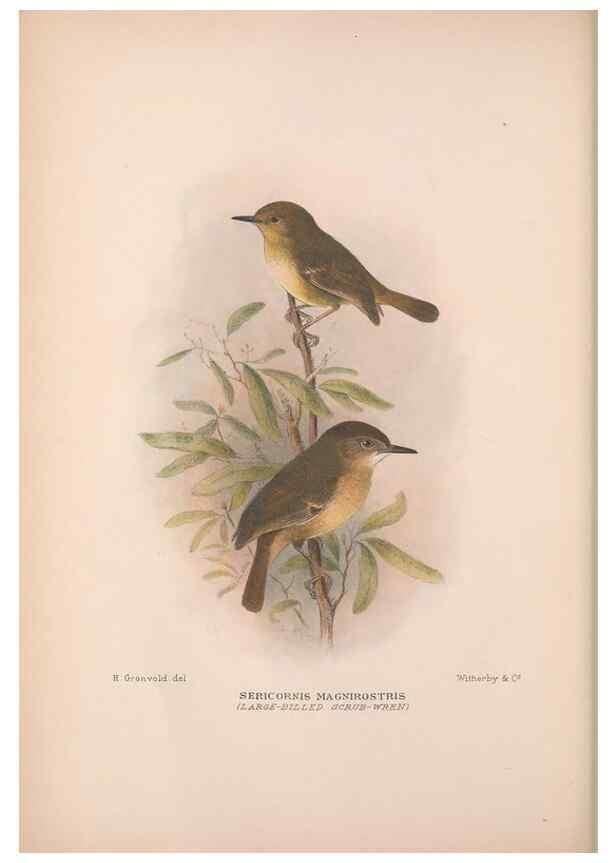 Reproducción/Reproduction 48684865546: The Birds of Australia. London :Witherby & Co.,1910-1927.. 