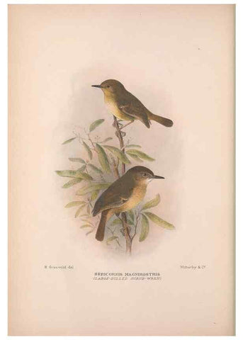 Reproducción/Reproduction 48684865546: The Birds of Australia. London :Witherby & Co.,1910-1927.. 