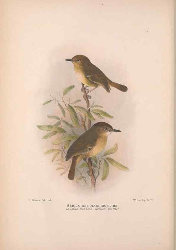 Reproducción/Reproduction 48684865546: The Birds of Australia. London :Witherby & Co.,1910-1927.. 