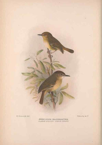 Reproducción/Reproduction 48684865546: The Birds of Australia. London :Witherby & Co.,1910-1927.. 