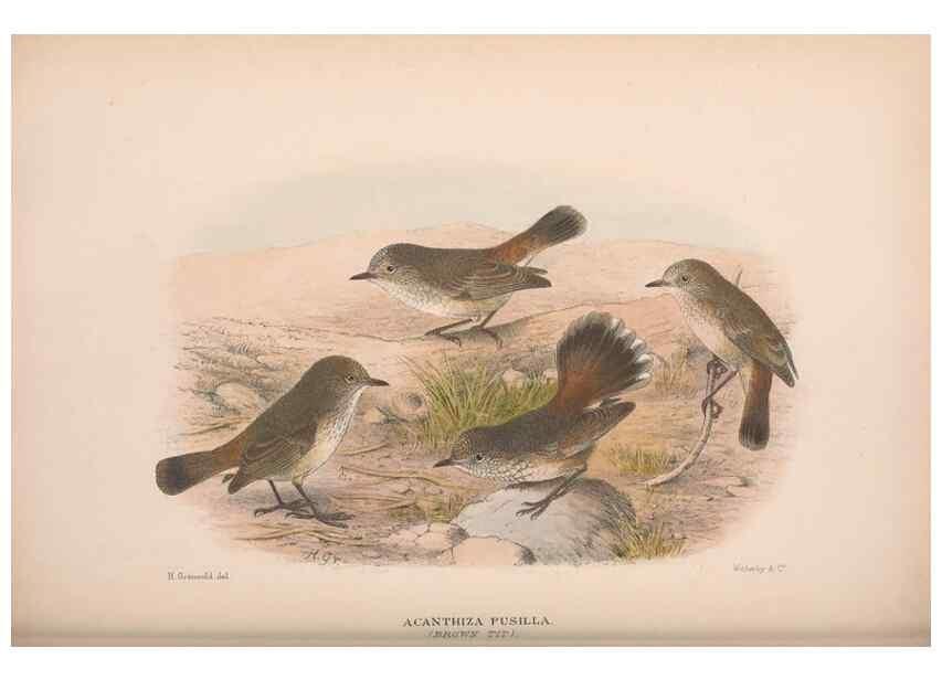 Reproducción/Reproduction 48684818816: The Birds of Australia. London :Witherby & Co.,1910-1927.. 