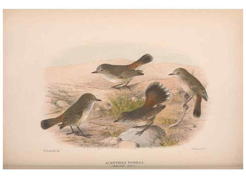 Reproducción/Reproduction 48684818816: The Birds of Australia. London :Witherby & Co.,1910-1927.. 