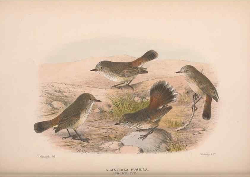 Reproducción/Reproduction 48684818816: The Birds of Australia. London :Witherby & Co.,1910-1927.. 