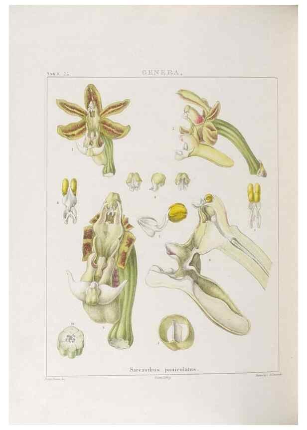 Reproducción/Reproduction 48706205551: Illustrations of Orchidaceous Plants [from sketches prepared between 1792 and 1832] /. London :James Ridgeway and Sons,1830 - 38.. 