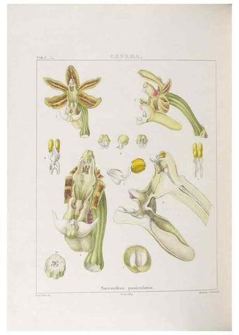 Reproducción/Reproduction 48706205551: Illustrations of Orchidaceous Plants [from sketches prepared between 1792 and 1832] /. London :James Ridgeway and Sons,1830 - 38.. 