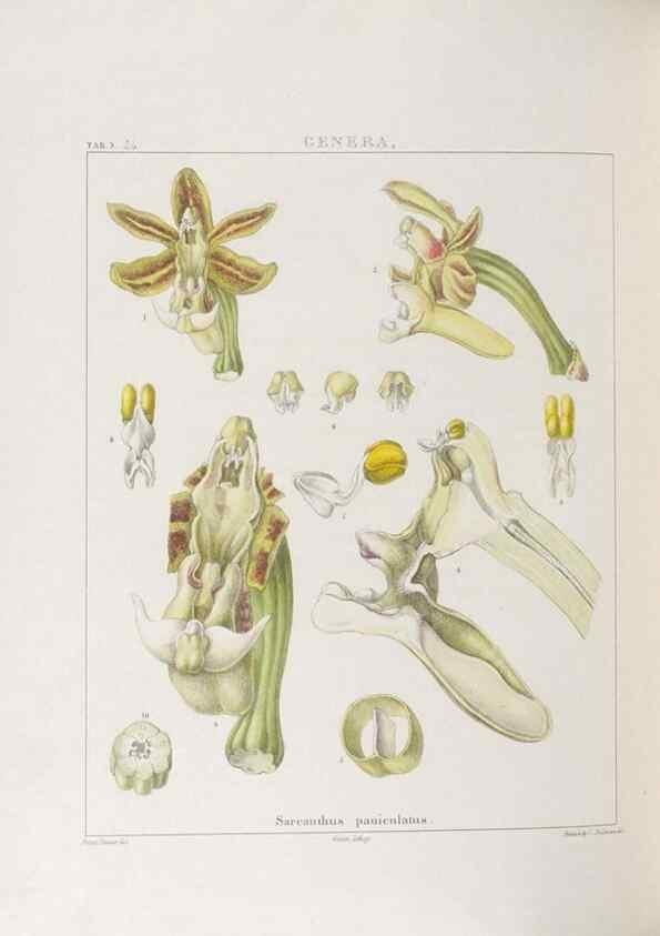 Reproducción/Reproduction 48706205551: Illustrations of Orchidaceous Plants [from sketches prepared between 1792 and 1832] /. London :James Ridgeway and Sons,1830 - 38.. 