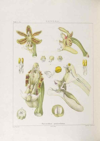 Reproducción/Reproduction 48706205551: Illustrations of Orchidaceous Plants [from sketches prepared between 1792 and 1832] /. London :James Ridgeway and Sons,1830 - 38.. 