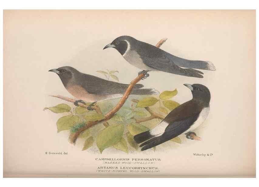 Reproducción/Reproduction 48684872296: The Birds of Australia. London :Witherby & Co.,1910-1927.. 