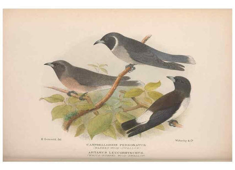 Reproducción/Reproduction 48684872296: The Birds of Australia. London :Witherby & Co.,1910-1927.. 