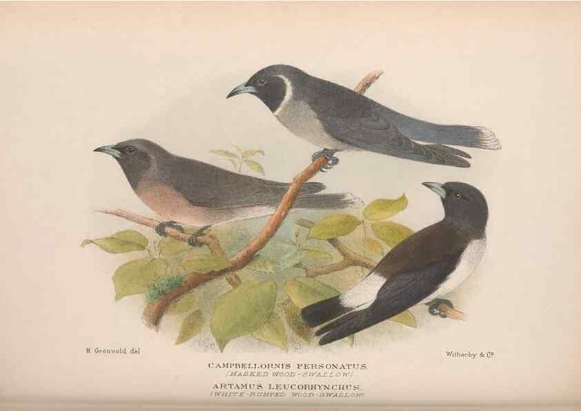 Reproducción/Reproduction 48684872296: The Birds of Australia. London :Witherby & Co.,1910-1927.. 