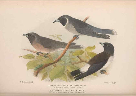 Reproducción/Reproduction 48684872296: The Birds of Australia. London :Witherby & Co.,1910-1927.. 