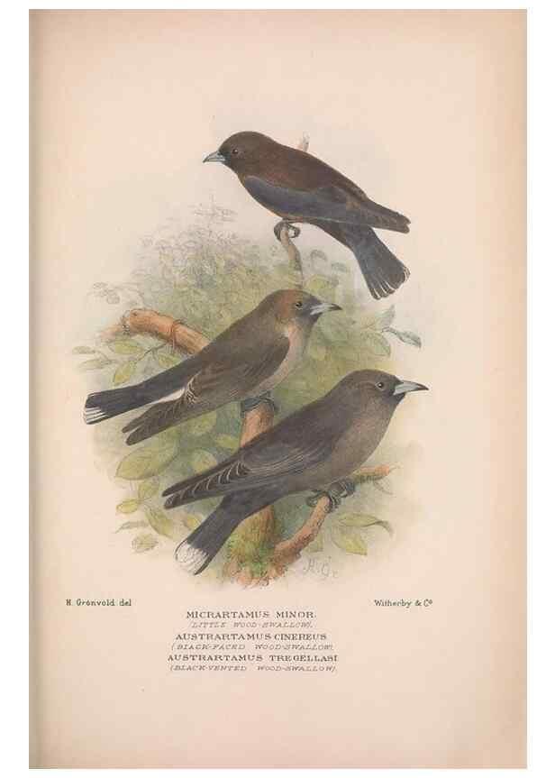 Reproducción/Reproduction 48684872751: The Birds of Australia. London :Witherby & Co.,1910-1927.. 