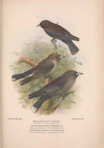 Reproducción/Reproduction 48684872751: The Birds of Australia. London :Witherby & Co.,1910-1927.. 