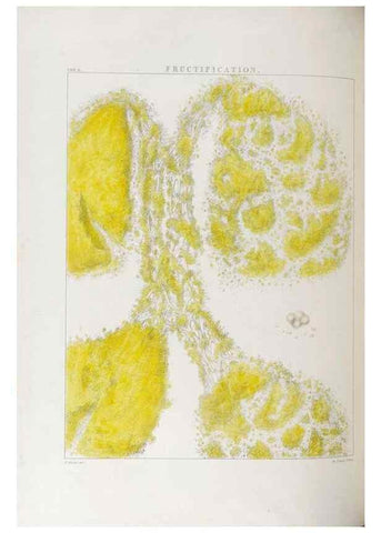 Reproducción/Reproduction 48706366292: Illustrations of Orchidaceous Plants [from sketches prepared between 1792 and 1832] /. London :James Ridgeway and Sons,1830 - 38.. 