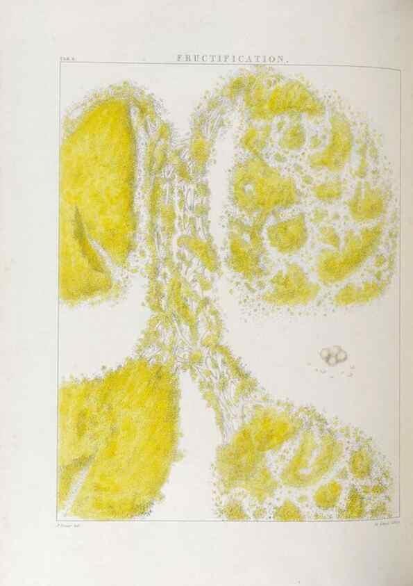 Reproducción/Reproduction 48706366292: Illustrations of Orchidaceous Plants [from sketches prepared between 1792 and 1832] /. London :James Ridgeway and Sons,1830 - 38.. 